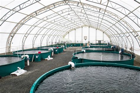 fish culture|Aquaculture .